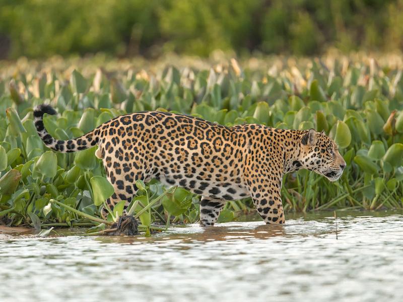 Jaguar in Brasilien