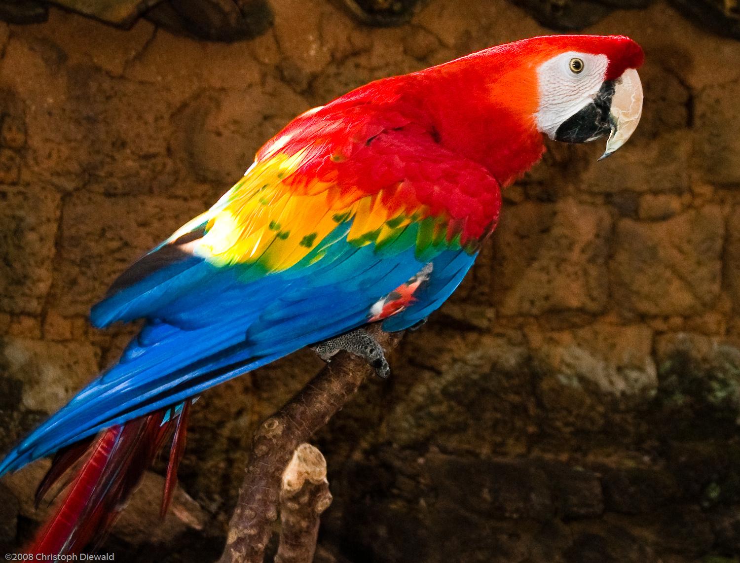 Papagei in Ecuador