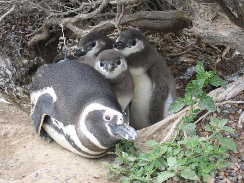 Pinguine in Ecuador