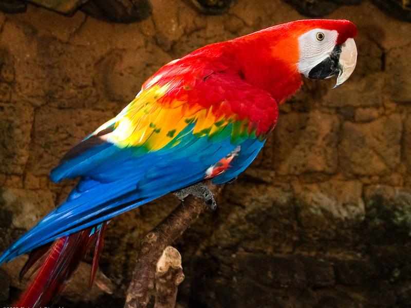 Bunter Papagei in Ecuador